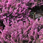 Créer son parfum: comment procéder?