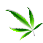 Autorisation Canabis