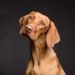 Fleur de bach chien