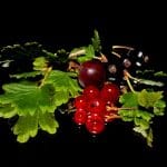 Se soigner avec le bourgeon de cassis