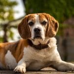 Collier anti aboiement pour petit chien