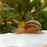 Crème bave escargot