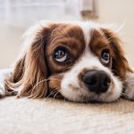 Comprimé anti puce et tique pour chien vétérinaire