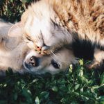 Comprimé anti puce et tique pour chat vétérinaire