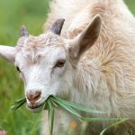 Savon au lait de chèvre bio