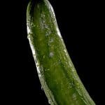 Où trouver un tuto pour agrandir son pénis ?
