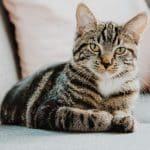 chat
