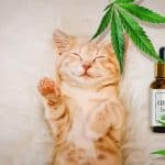 chat avec feuille de cbd